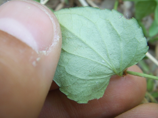 Piantina strisciante